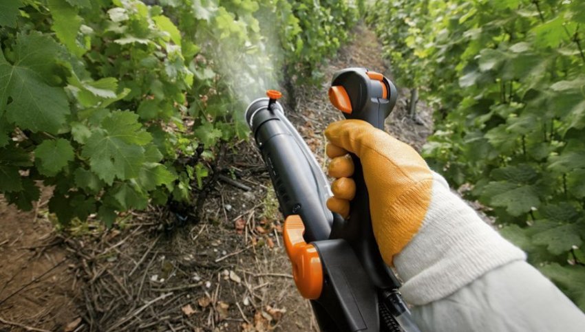 Обприскування винограду Обприскування винограду