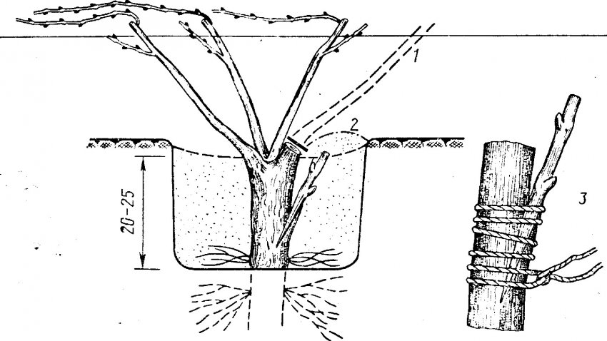 Щеплення винограду