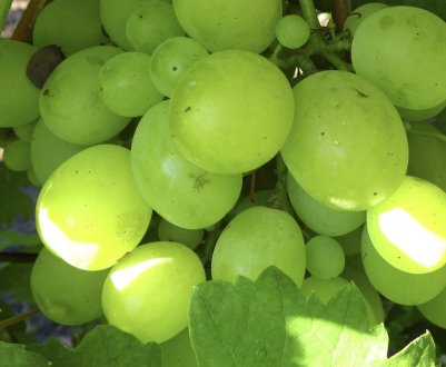 Виноград Кеша: опис і вирощування сорту