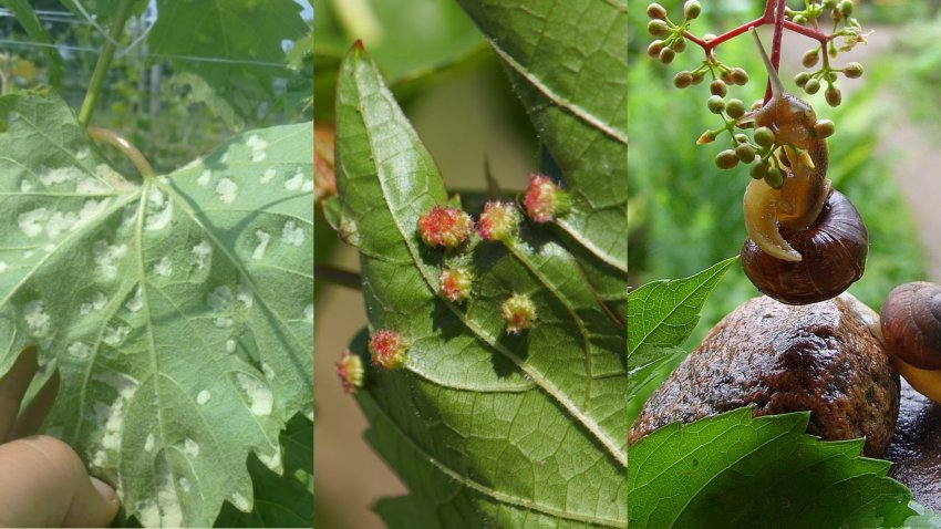Павутинний кліщ, філоксера і слимаки