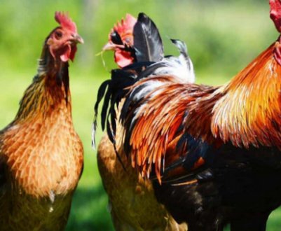 Курячі блохи: методи боротьби та профілактики