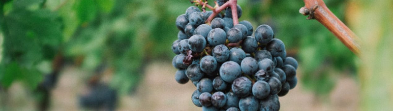 Як правильно підгодовувати виноград восени