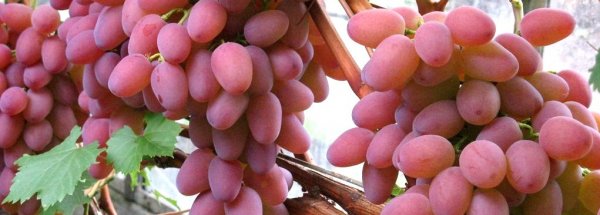 Виноград гелиос: описание сорта