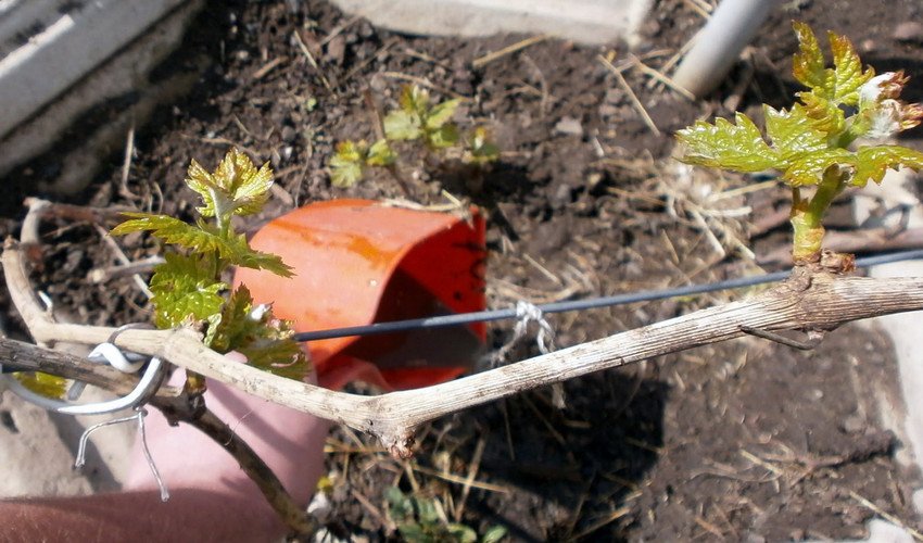 Гноєм Гноєм