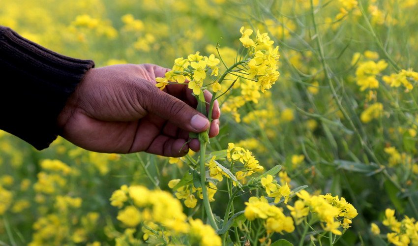 Сидератами Сидератами