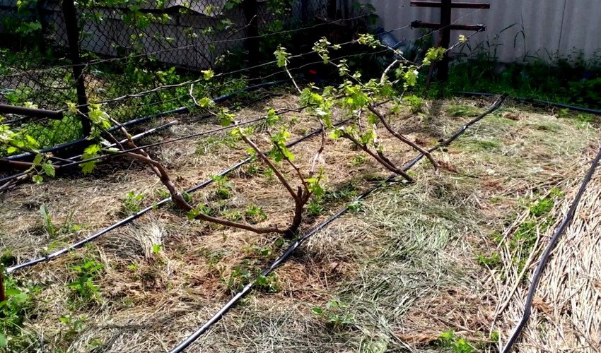 Підживлення винограду Підживлення винограду