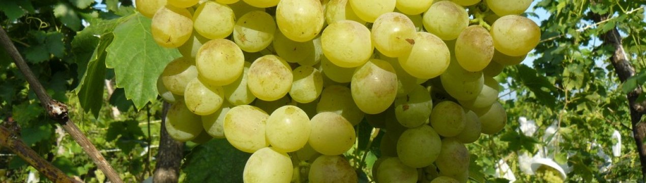 Сорт винограду Захоплення: опис та догляд за ним