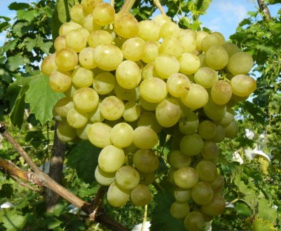Сорт винограду Захоплення: опис та догляд за ним