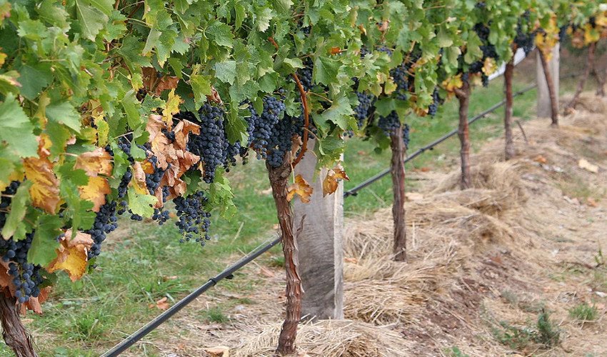 Мульчування Мульчування