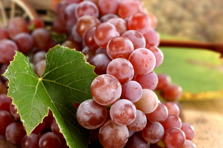 Червоний виноград Червоний виноград