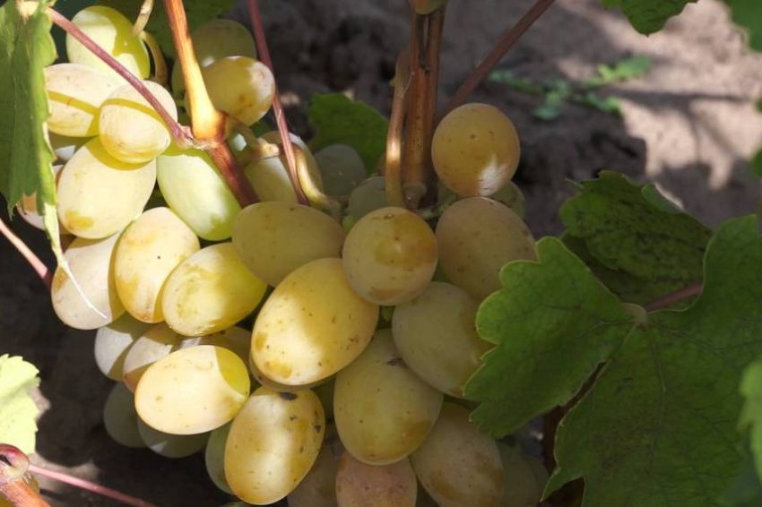 Виноград білий кокл