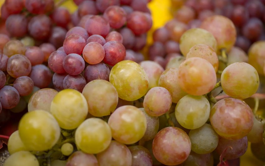 Виноград Виноград