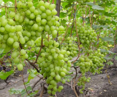 Сорт винограду Талісман (Кеша-1)