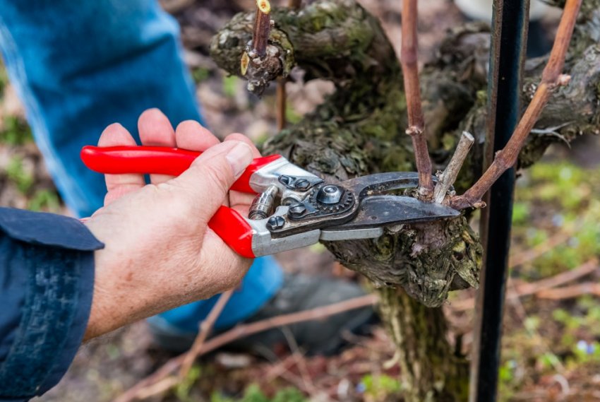 Обрізка винограду Обрізка винограду
