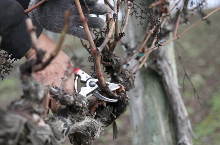 Обрізка винограду Обрізка винограду