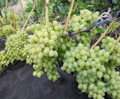 Сорт винограду Аркадія: характеристика, секрети вирощування