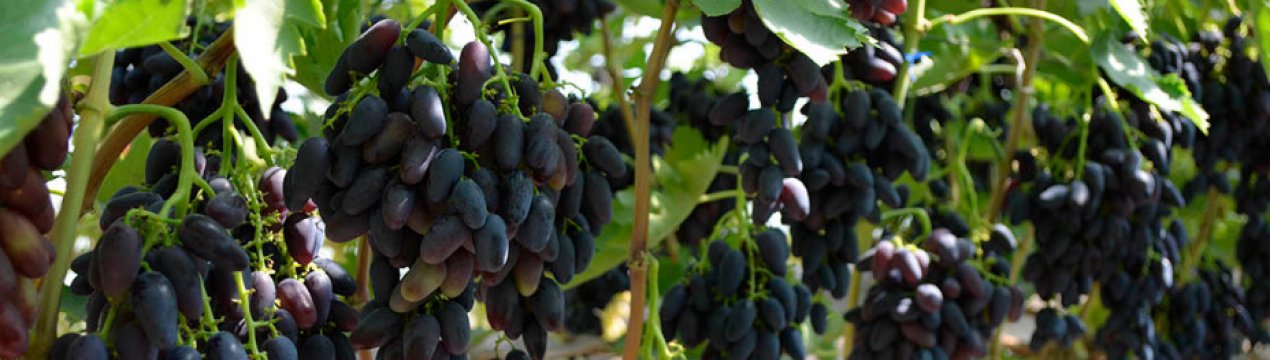 Виноград Атос: опис сорту