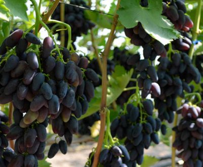 Виноград Атос: опис сорту