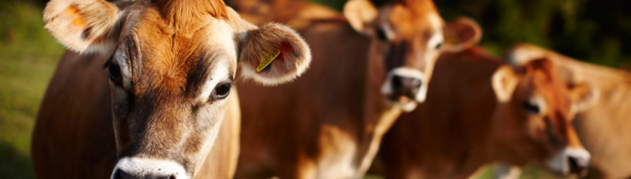 Джерсейська порода корів: опис, догляд і годування