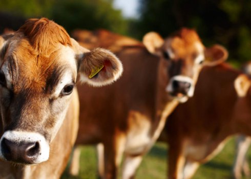 Джерсейская порода коров: описание, уход и кормление