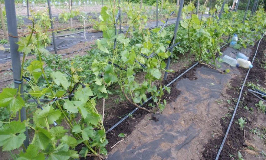 Виноград Виноград