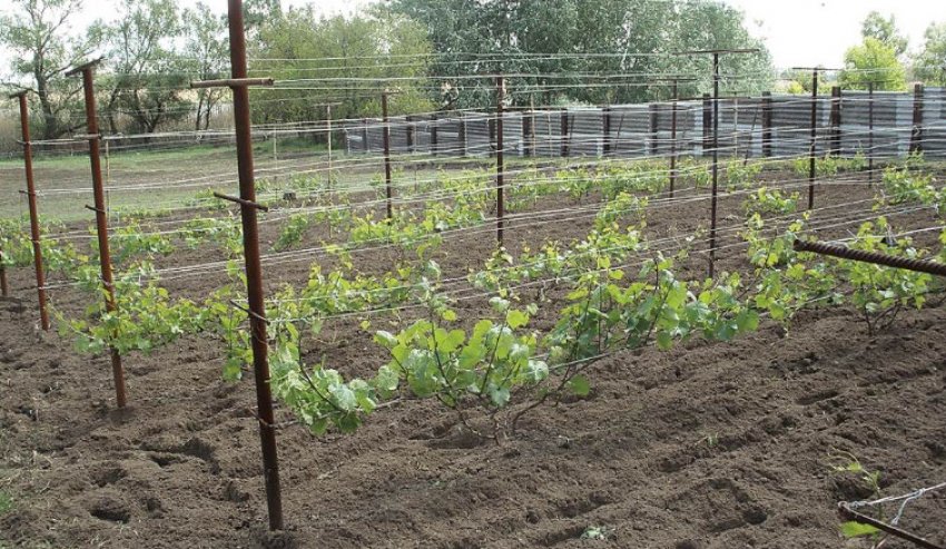 Місце для посадки винограду Місце для посадки винограду