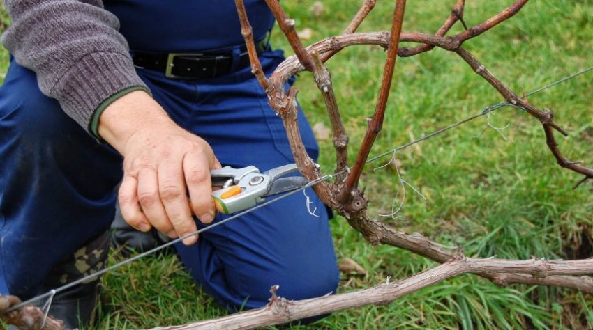 Обрізка винограду Обрізка винограду