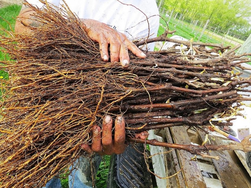 Саджанці винограду