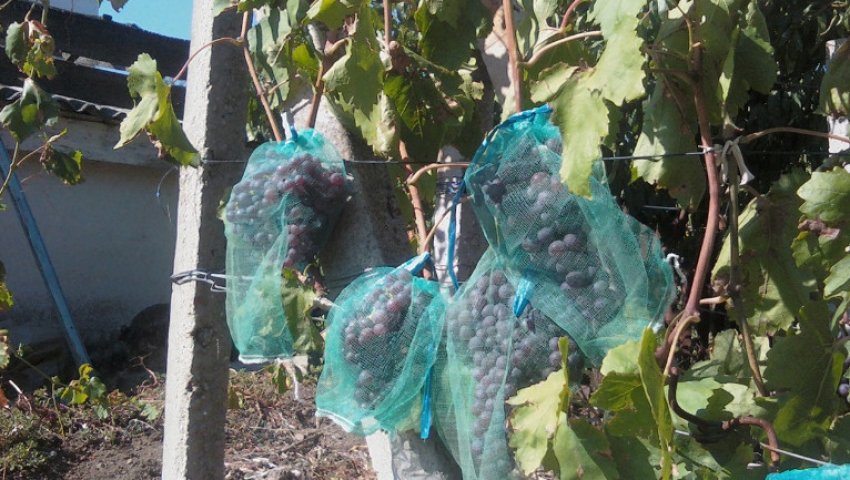 Сітка для винограду Сітка для винограду