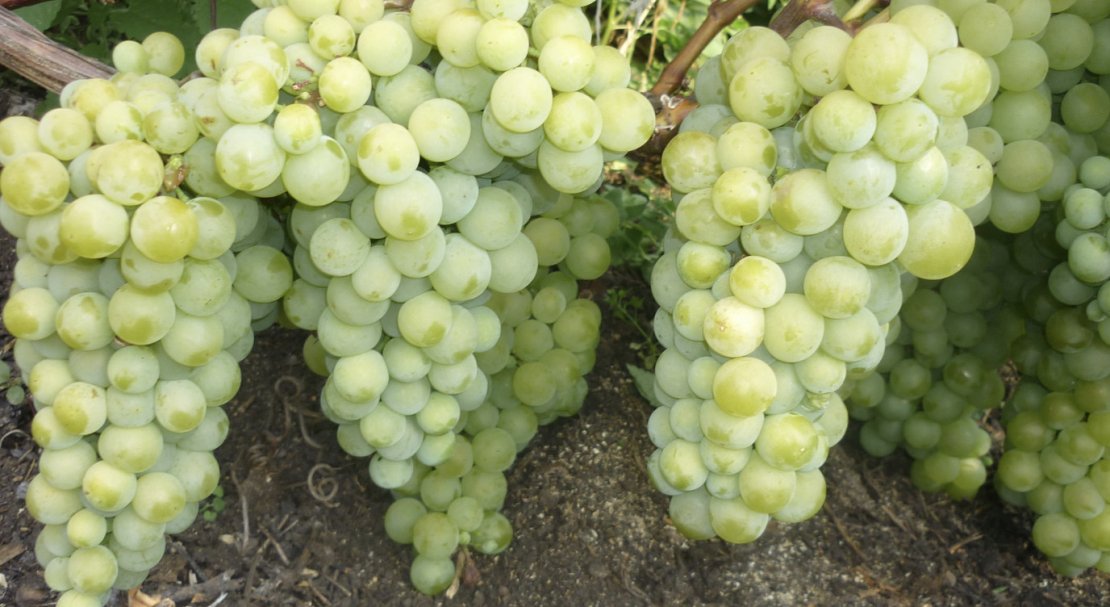 Сорта Белого Винограда Фото