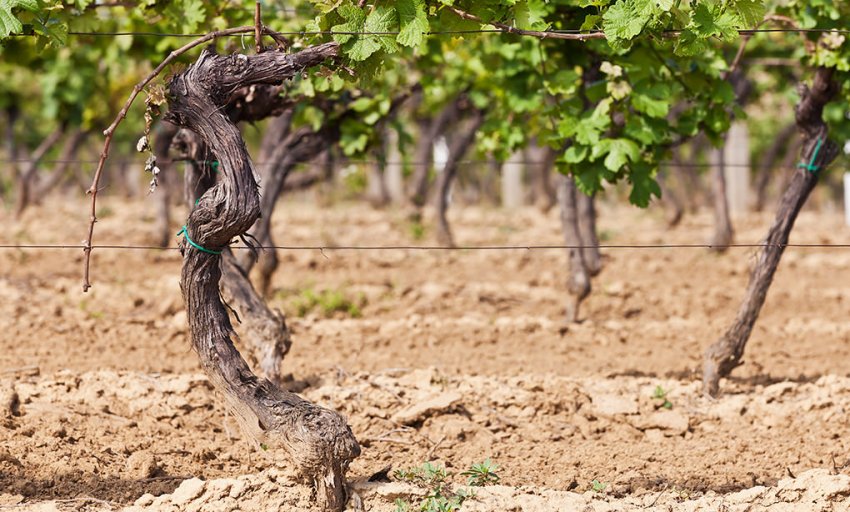 Грунт на виноградниках