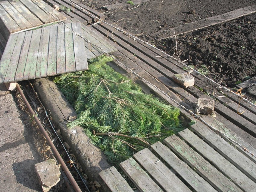 Укриття винограду на зиму