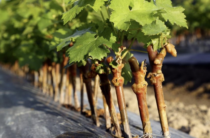 Саджанці винограду