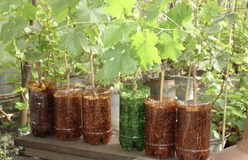 Саджанці винограду