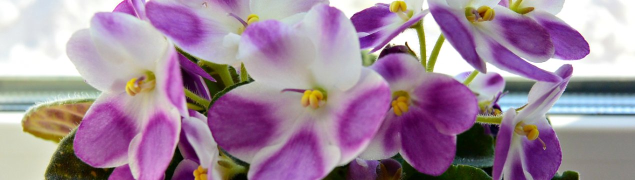 Квітка сенполія: догляд та вирощування в домашніх умовах