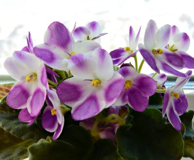 Квітка сенполія: догляд та вирощування в домашніх умовах