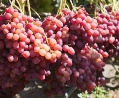 Сорт винограду Фавор