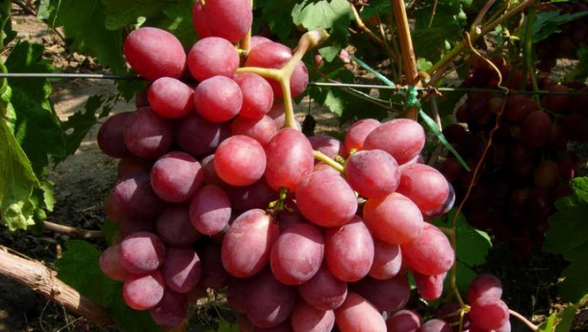 Сорт винограда Фавор