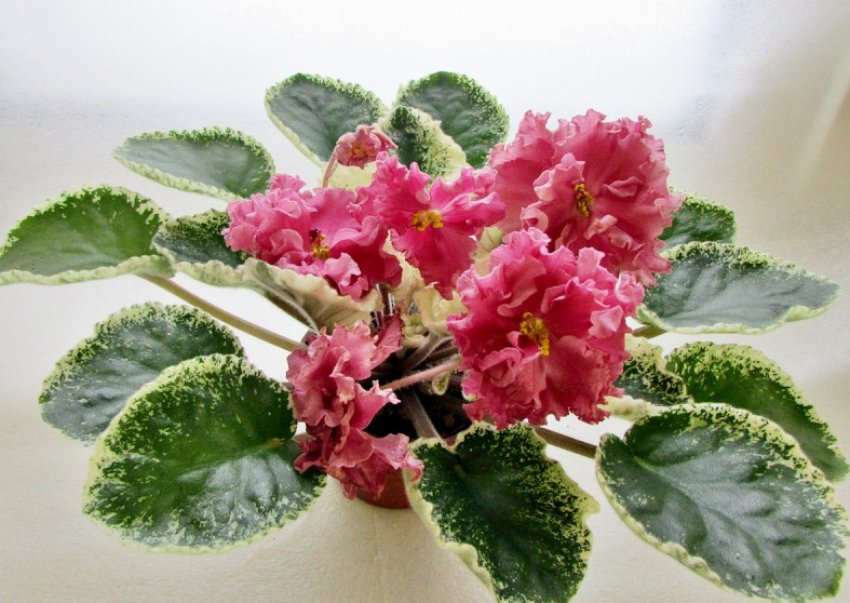 «Шикарний мак» «Шикарний мак»