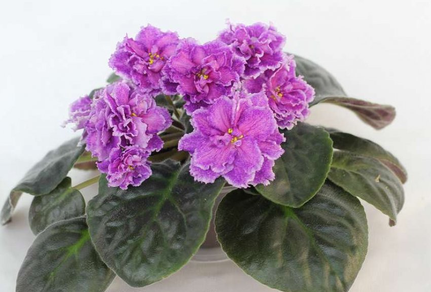 «Царська милість» «Царська милість»