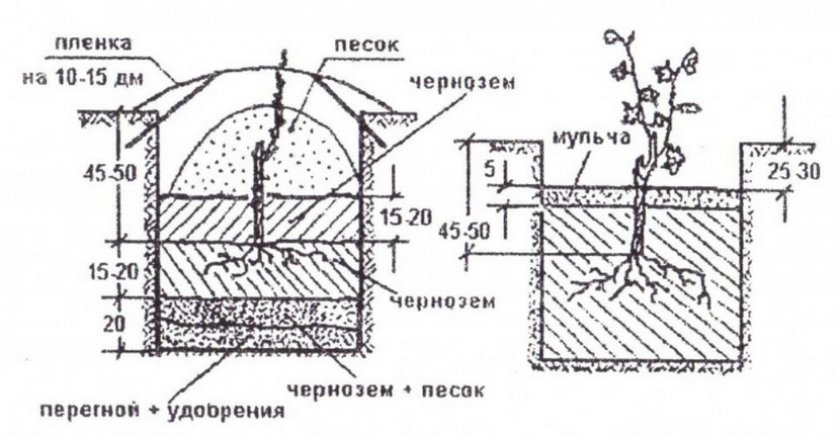 Посадка винограда Посадка винограда