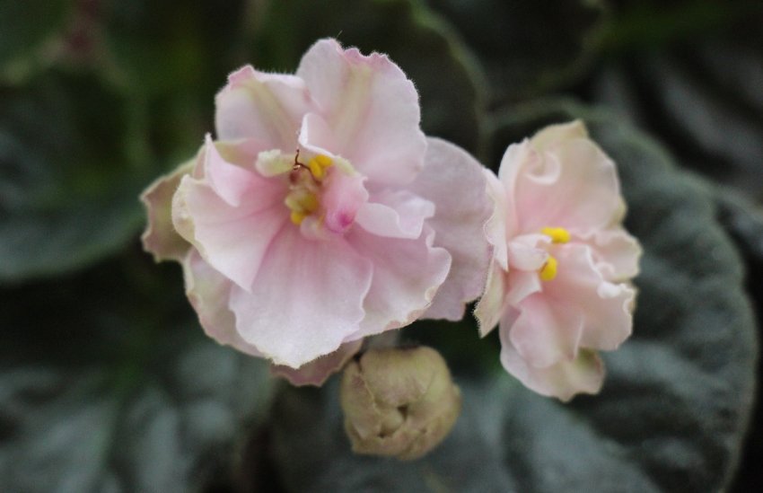 «Весняна троянда» «Весняна троянда»