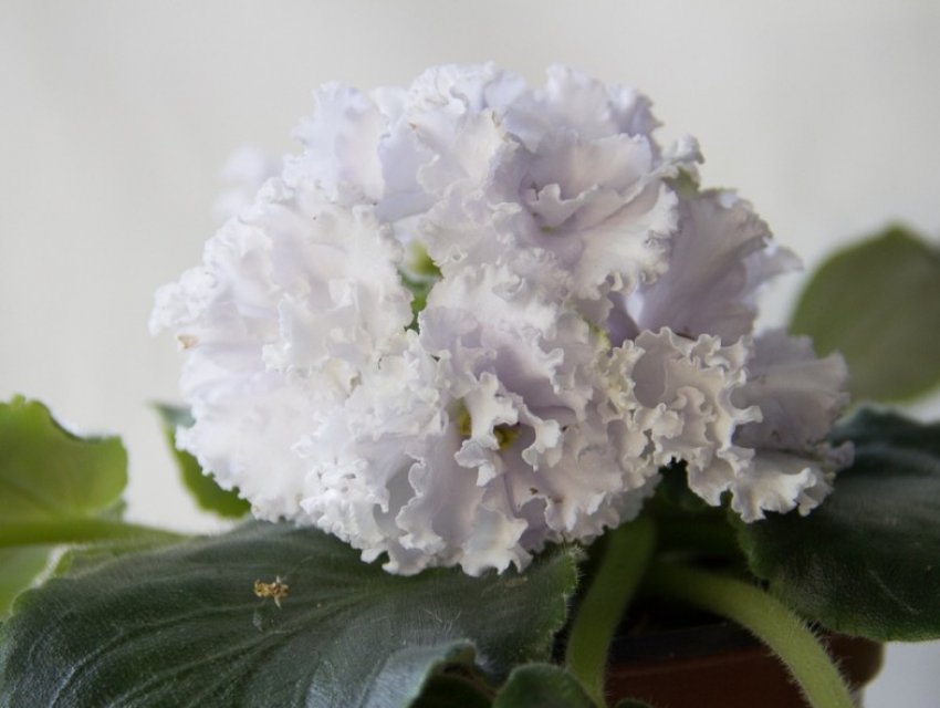 «Сніжне мереживо» «Сніжне мереживо»