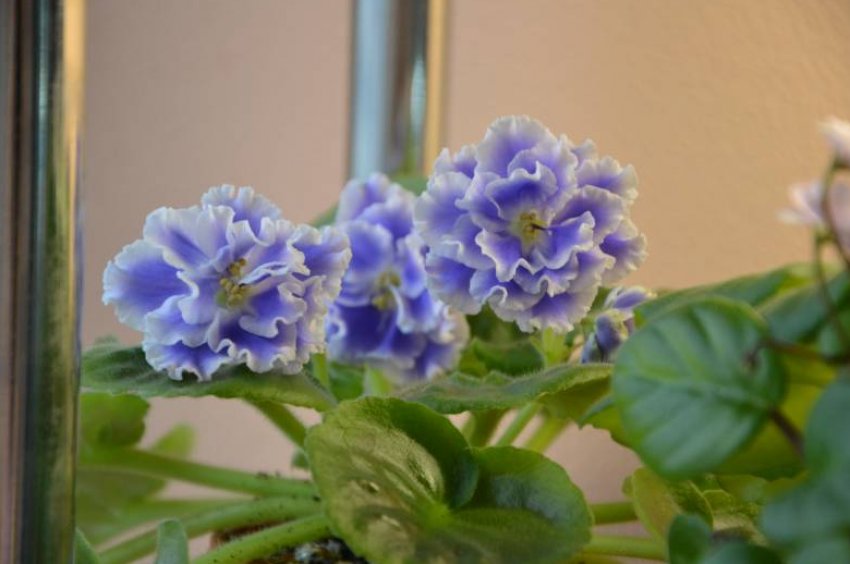 «Блакитний туман» «Блакитний туман»