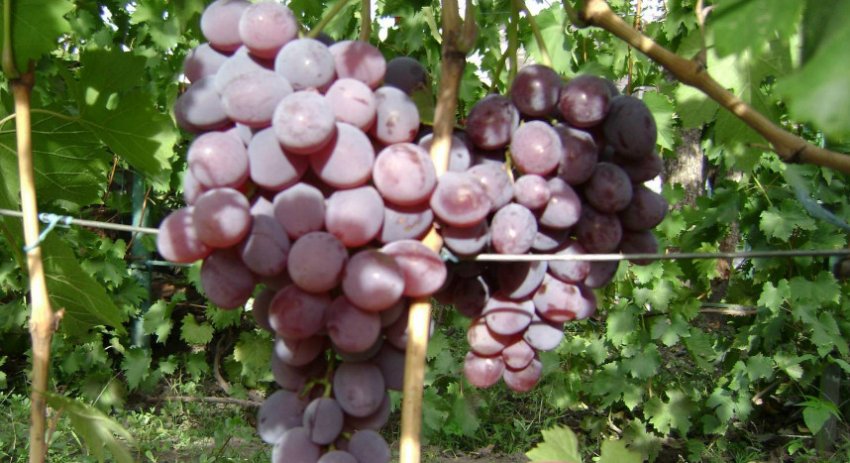 Сорт винограда Фавор