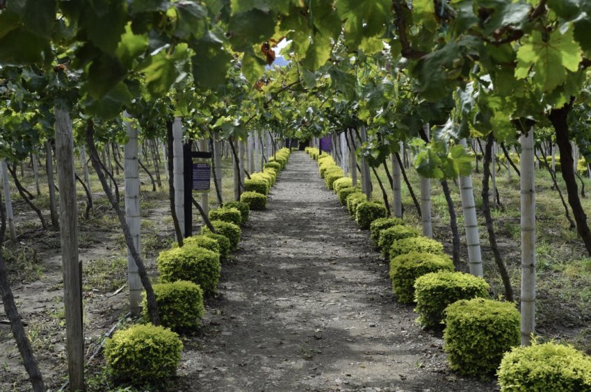 Виноградник