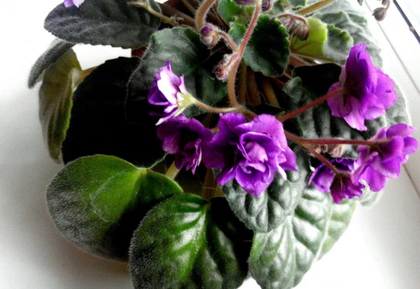 Освітлення для фіалки Освітлення для фіалки