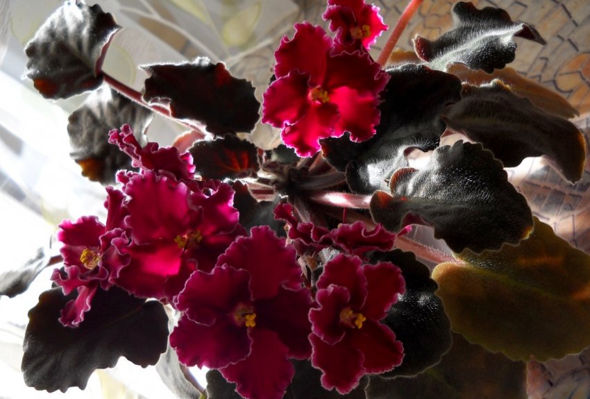 Узамбарская фіалка Узамбарская фіалка