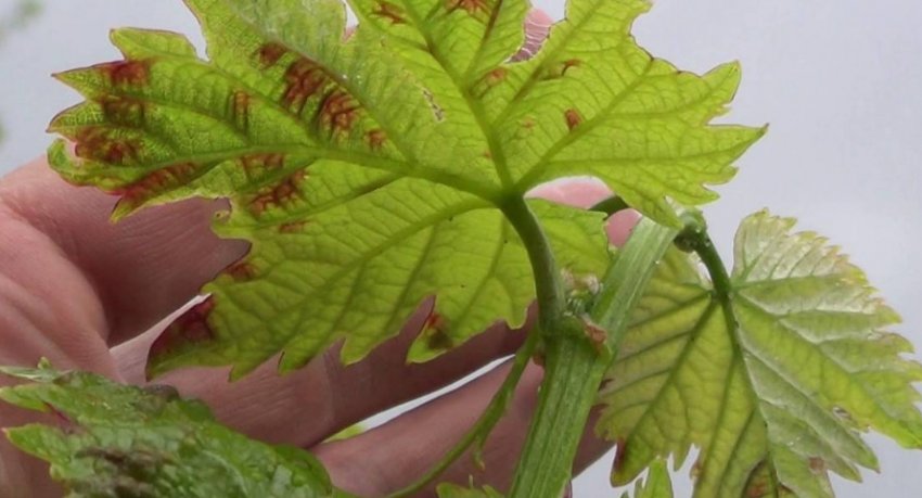 Виноградний зудень Виноградний зудень