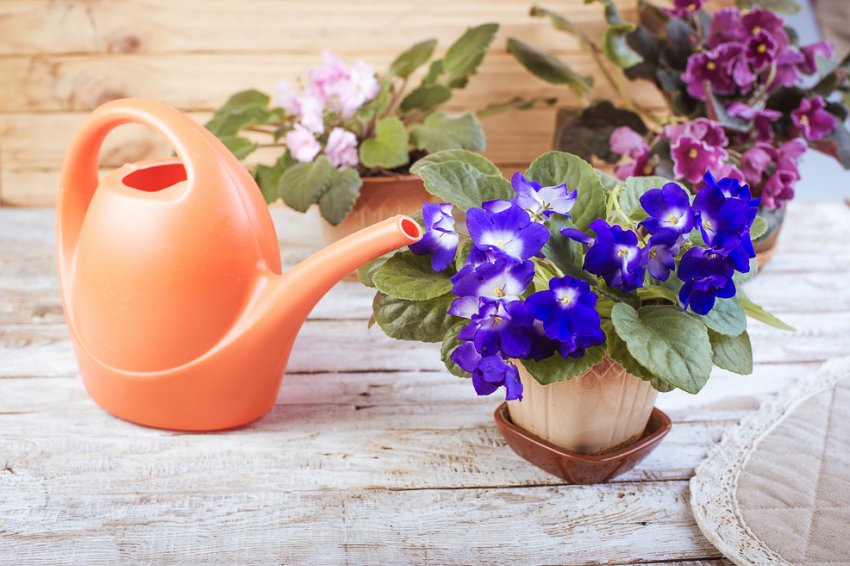 Полив фіалки Полив фіалки